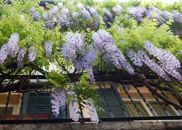 Mamma Ciccia 호텔 3*